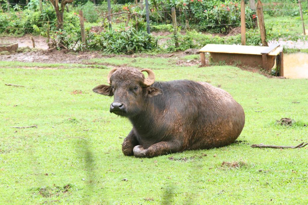 Hotel Fazenda Campo Dos Sonhos Socorro  Exterior photo